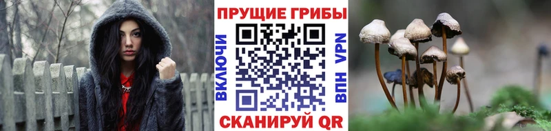 Псилоцибиновые грибы Psilocybe  Раменское 